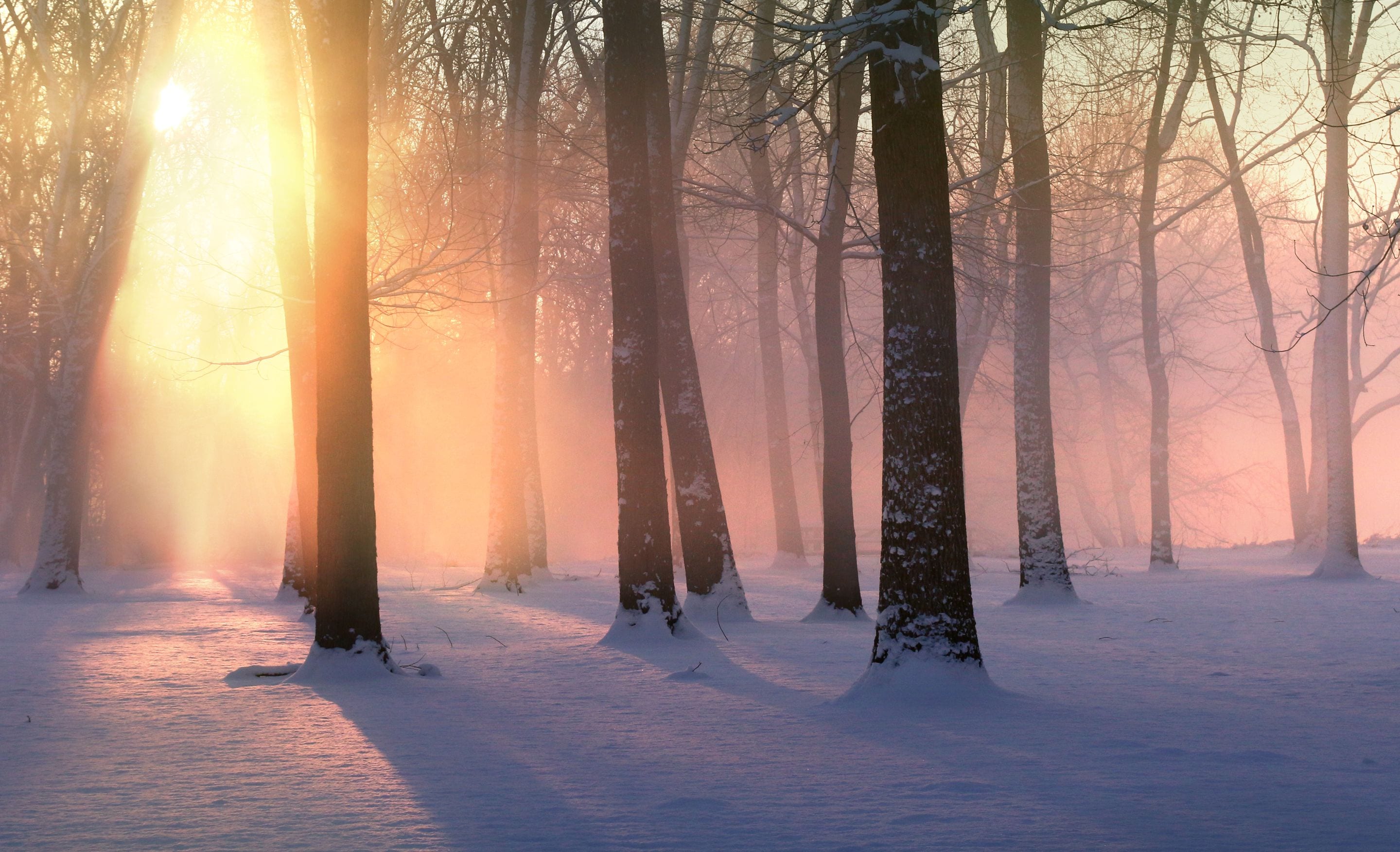 snow covered morning