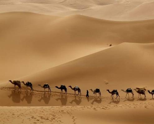 camel crossing
